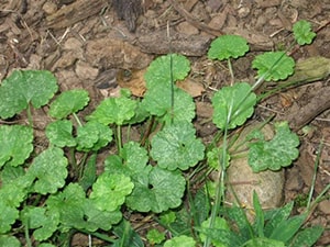 Ground Ivy or Creeping Charlie